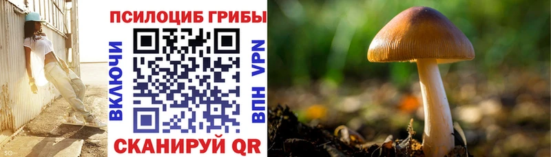 Купить где  Йошкар-Ола  Псилоцибиновые грибы Psilocybe 